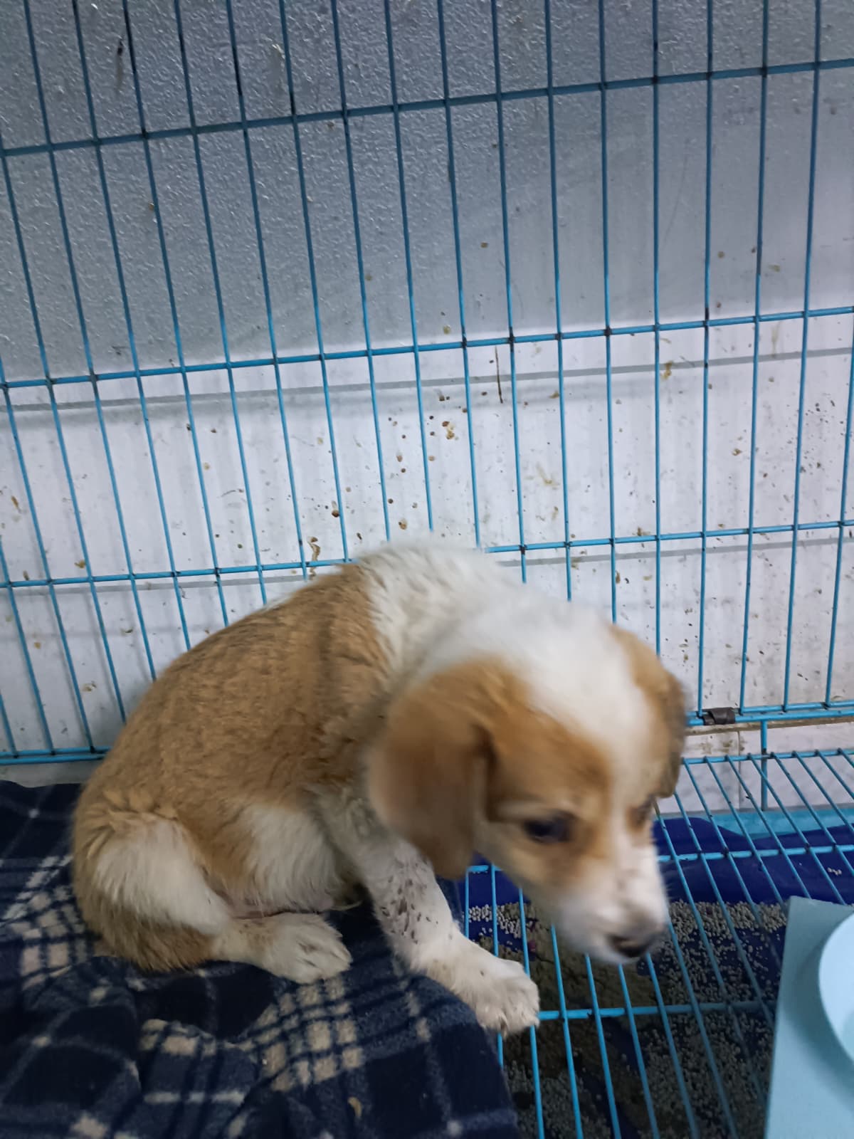 Hulk (13).jpeg